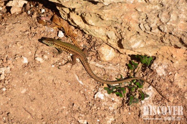 Ящерицы на Мальте - не редкость