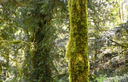 Балка глубокая и буковая поляна