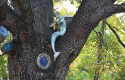 Дуб Дулицкого