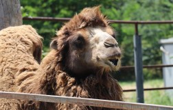 Зоопарк в Тбилиси