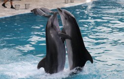 Дельфинарий в Батуми