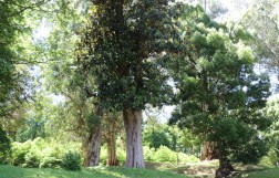 Дендрологический парк в Шекветили