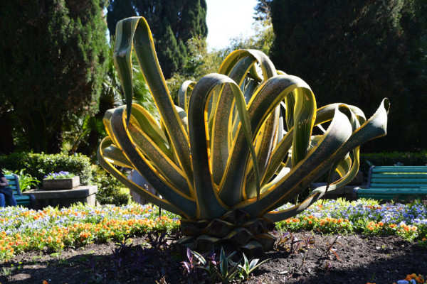 Дендрарий Сочи - агава