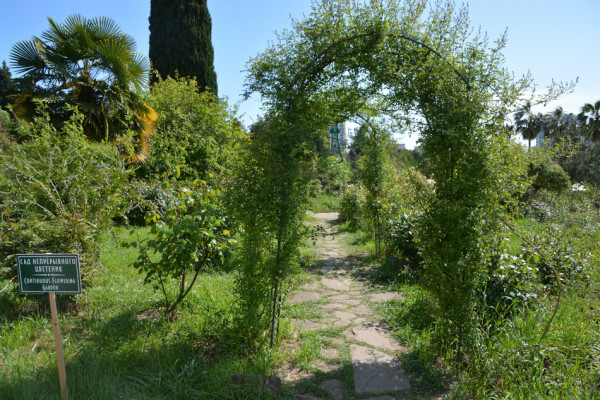 Сад непрерывного цветения в сочинском дендрарии
