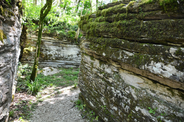 Лабиринт и Балка Лабиринтовая - Тисо-самшитовая роща