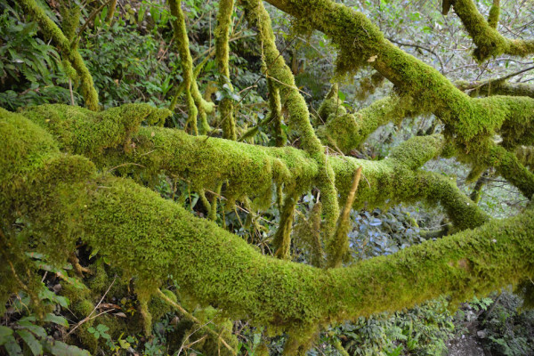 Тис-великан в Тисо-самшитовой роще