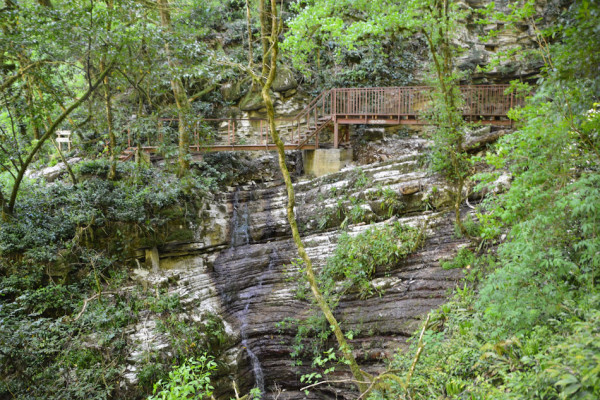 Тисо-самшитовая роща - родник