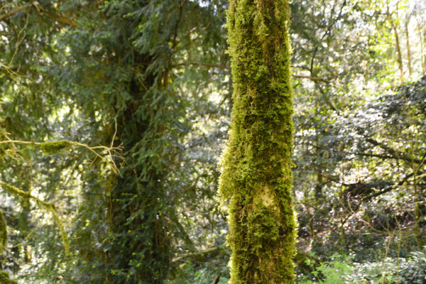 Балка глубокая и буковая поляна