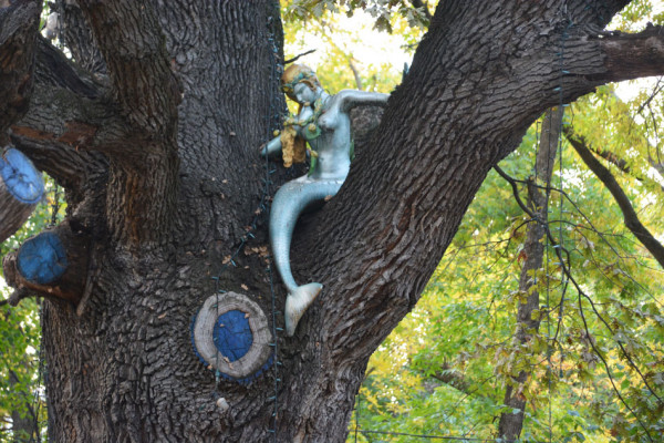 Дуб Дулицкого