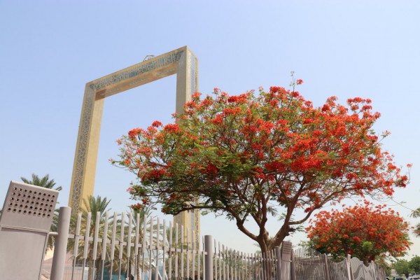 Рамка Дубая