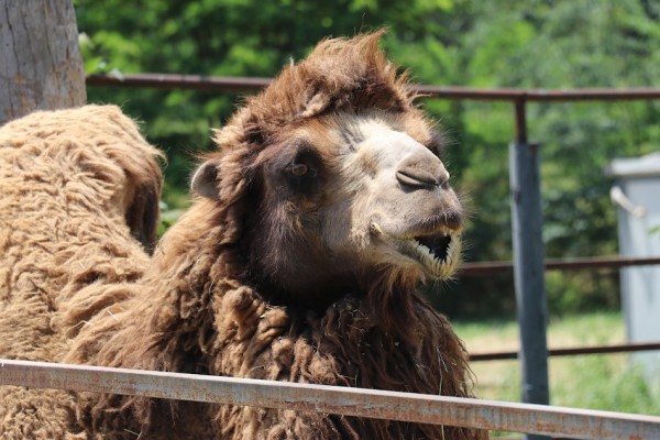 Зоопарк в Тбилиси