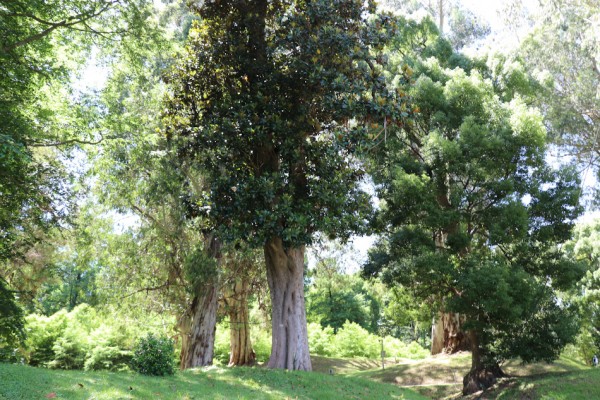 Дендрологический парк в Шекветили
